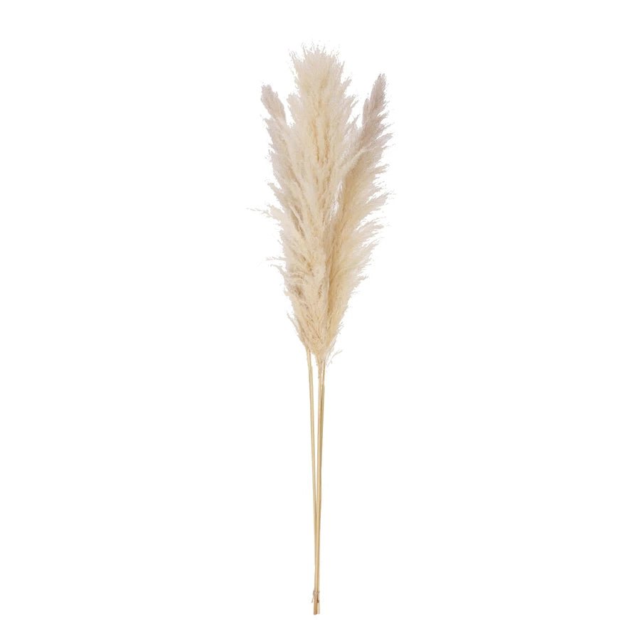 67 inch tall bunch of dried natural pampas grass