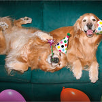 Birthday Cards (Avanti) - Pages & Parcels
