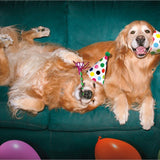 Birthday Cards (Avanti) - Pages & Parcels