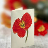 French Poppies (8 Pop - up Greeting Cards) - Pages & Parcels
