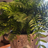 Potted fern plant in a decorative pot on a table