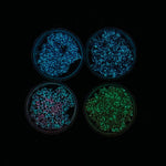 GLOW IN THE DARK GLOPS N DOTS MODELING FOAM - Pages & Parcels