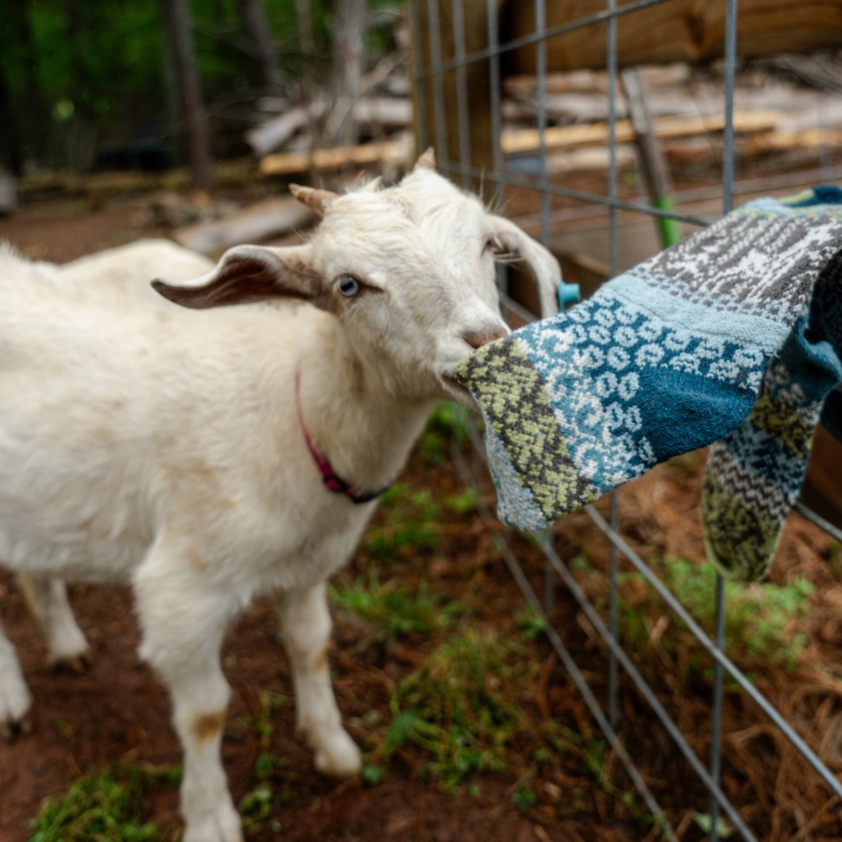 Goat Crew Sock | Socks That Give Back to National Parks - Pages & Parcels