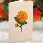 Mini Pumpkin Spice (10 Pop - up Greeting Cards) - Pages & Parcels