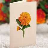 Mini Pumpkin Spice (10 Pop - up Greeting Cards) - Pages & Parcels