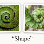 OuiSi Nature: Games of Visual Connection - Pages & Parcels