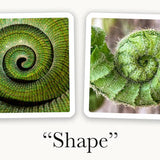 OuiSi Nature: Games of Visual Connection - Pages & Parcels