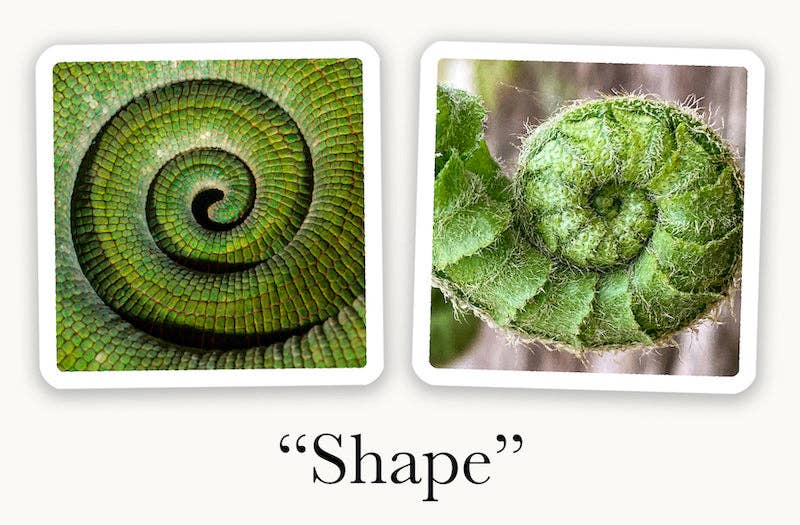 OuiSi Nature: Games of Visual Connection - Pages & Parcels