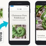 OuiSi Nature: Games of Visual Connection - Pages & Parcels