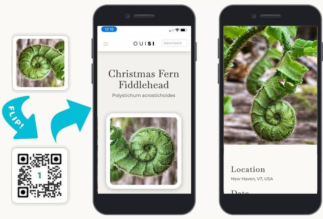 OuiSi Nature: Games of Visual Connection - Pages & Parcels