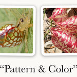 OuiSi Nature: Games of Visual Connection - Pages & Parcels