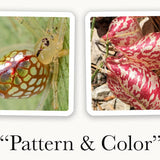 OuiSi Nature: Games of Visual Connection - Pages & Parcels
