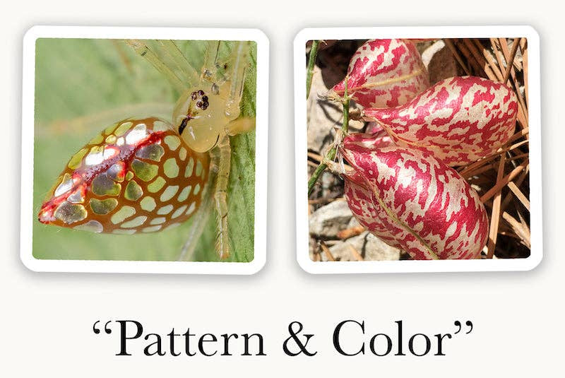 OuiSi Nature: Games of Visual Connection - Pages & Parcels