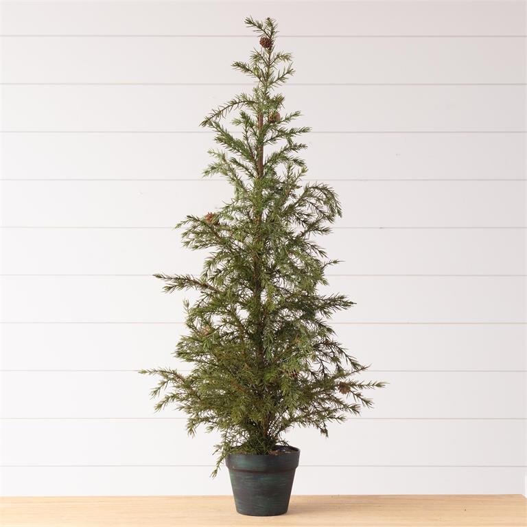 Potted Christmas Fir Pine Tree, Lg - Pages & Parcels
