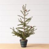 Potted Christmas Fir Pine Tree, Sm - Pages & Parcels