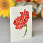 Pumpkin Harvest (8 Pop - up Greeting Cards) - Pages & Parcels