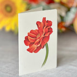 Pumpkin Harvest (8 Pop - up Greeting Cards) - Pages & Parcels