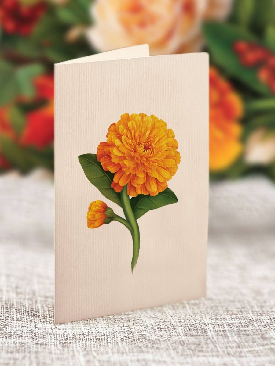 Pumpkin Spice (8 Pop - up Greeting Cards) - Pages & Parcels