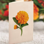 Pumpkin Spice (8 Pop - up Greeting Cards) - Pages & Parcels