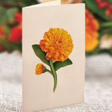 Pumpkin Spice (8 Pop - up Greeting Cards) - Pages & Parcels